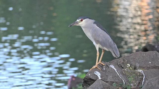 Sleepy heron by the edge of a lake, a beautiful sleepy heron by the edge of a calm lake in Brazil, 4k. Slow motion video.