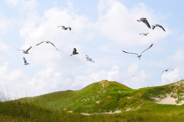 Fototapeta premium Wide shot of seagulls flying in the sky over the green dunes of Amrum