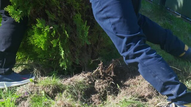 Two gardeners pulling and trying to tilt a heavy dug up thuja tree that is stuck firmly in the soil