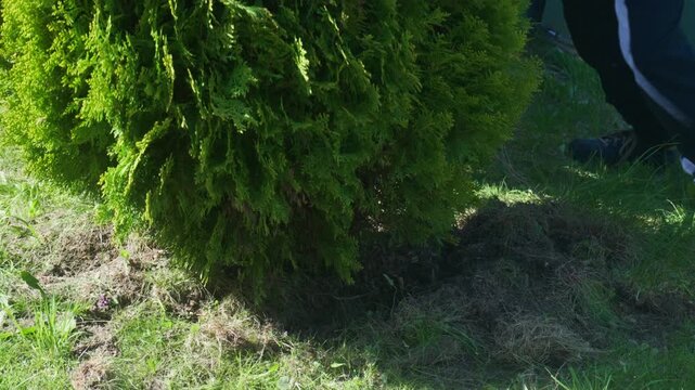 Two men pushing with all their strength to tip over and uproot a heavy dug up thuja tree in the garden