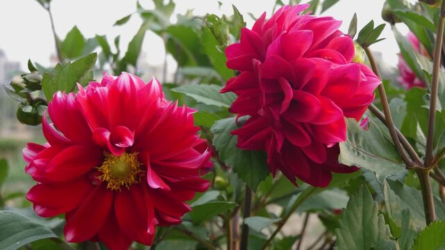Two Vibrant Red Dahlia Flower in Full Bloom with green leaves and flower buds
