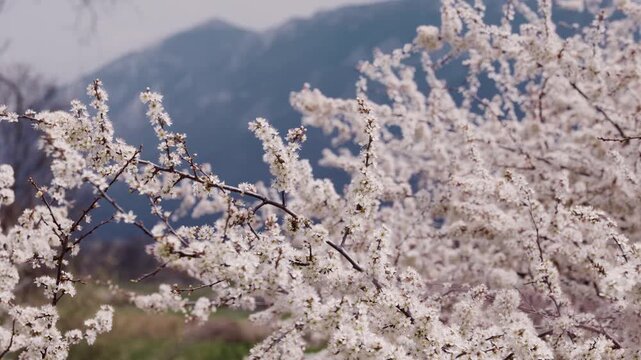 Beautiful white blooming tree branches swaying in the spring breeze. A majestic mountain range is visible in the background on a sunny day
