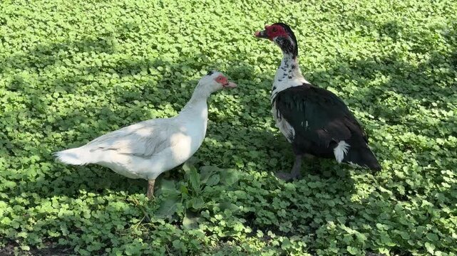 Two Muscovy Ducks Cairina moschata in the grass.
