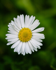 Fototapeta premium Fine Art Daisy Macro with Emerald Green Bokeh