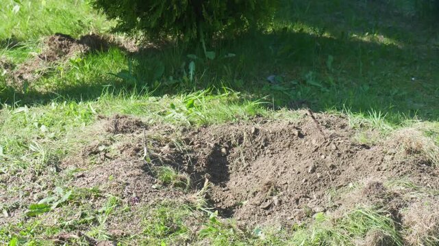 Small dug hole in the soil after removing a thuja tree while another pit is being excavated with a pickaxe in the background