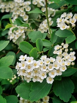 Blooming Spiraea Vanhouttei bush close-up, bridal wreath white flowers background