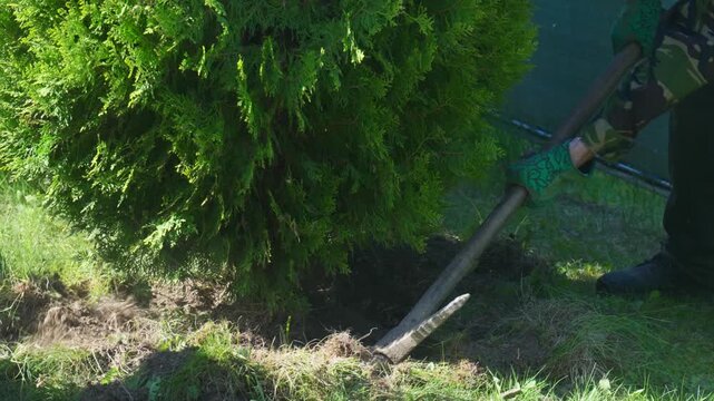 Two men using a pickaxe and mattock to dig around a large thuja bush before removing it from the garden