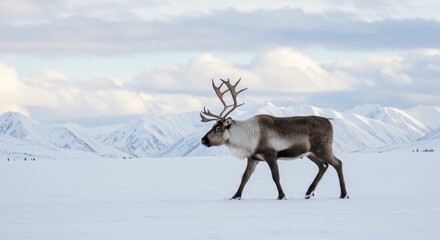 Obraz premium deer in the snow