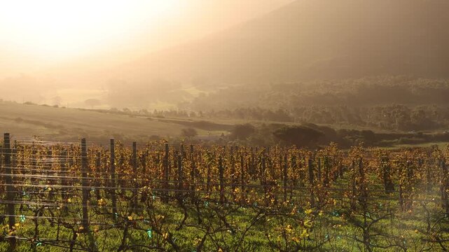vineyard at sunset, Klein Mountains in background, Stanford, South Africa