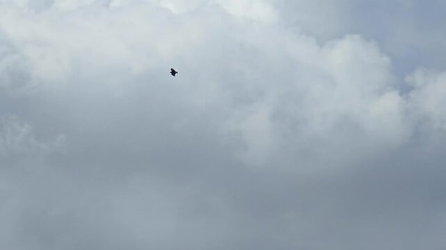 Vulture in flight, the beautiful and graceful flight of a vulture in a cloudy sky. 4k