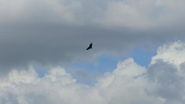Vulture in flight, the beautiful and graceful flight of a vulture in a cloudy sky. 4k
