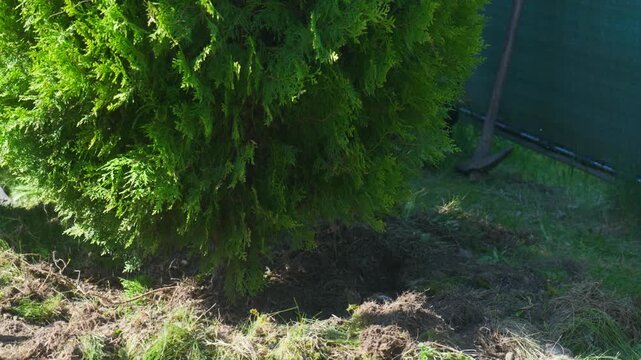 Two gardeners pushing and tipping a large dug up thuja bush onto its side to remove it from the garden