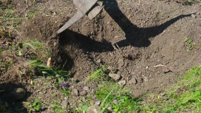 Close up of a pickaxe striking the ground to dig a hole for planting a tree in the garden