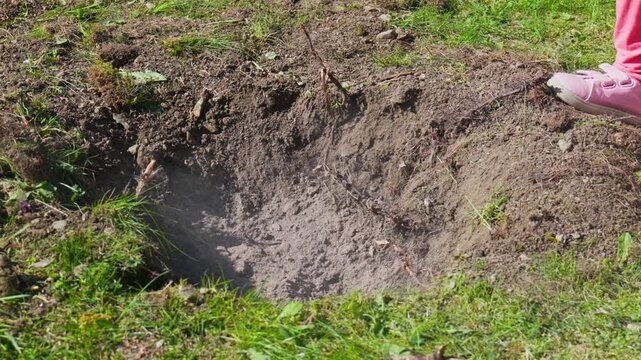 Close up of wood ash falling into a dug hole to fertilize the soil before planting a tree sapling