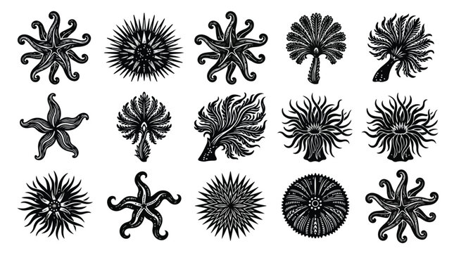 Black and white illustration of various sea urchin and starfish silhouettes arranged in rows on a plain white background.