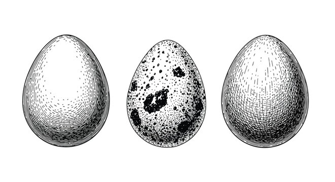 Bird egg collection featuring different textures and patterns in vintage woodcut style engraving for nature studies and biological scientific illustrations.