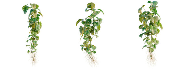Fototapeta premium Epipremnum aureum tree, elevation, front view, cutout, transparent background, isolate, Delicate Roots of a Potted Plant, Close-Up Detail with Natural Texture and Soft Lighting