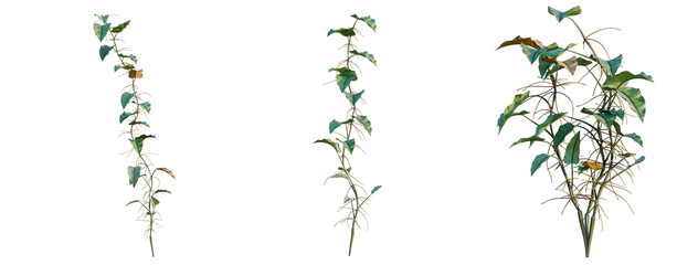 Philodendron scandens-Sweetheart tree, elevation, front view, cutout, transparent background, isolate, Lush Green Fern Fronds with Delicate Details, Perfect for Nature-Themed Designs and Backgrounds © DH Tree Stock