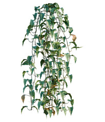 Philodendron scandens-Sweetheart tree, elevation, front view, cutout, transparent background, isolate, Lush Green Fern Leaves, Detailed Macro Shot, Natural Botanical Texture, Organic Pattern © DH Tree Stock