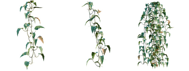 Philodendron scandens-Sweetheart tree, elevation, front view, cutout, transparent background, isolate, Lush Green Vine with Delicate Leaves, a Natural and Serene Botanical Illustration for Design © DH Tree Stock