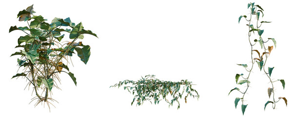 Philodendron scandens-Sweetheart tree, elevation, front view, cutout, transparent background, isolate, Pothos Vine with Roots, Detailed Close-Up, Perfect for Botanical and Gardening Themes © DH Tree Stock