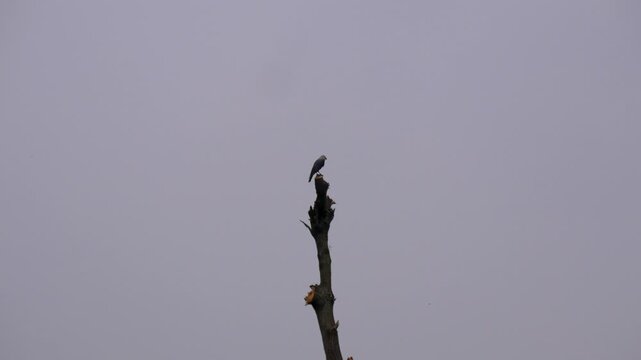 Lone Crow Perched on Top of Dead Tree Against Grey Overcast Sky