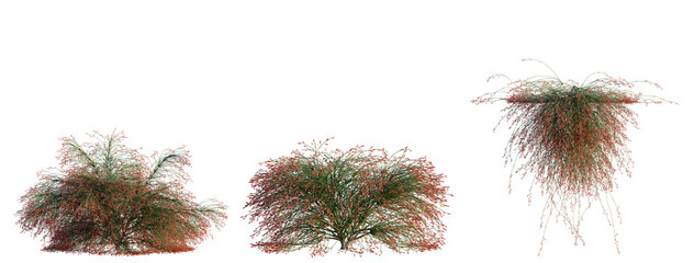 Fototapeta premium Russelia equisetiformis tree, elevation, front view, cutout, transparent background, isolate, Crimson Japanese Maple Branch with Vivid Red Leaves, Detailed Autumn Foliage, Nature Close-up