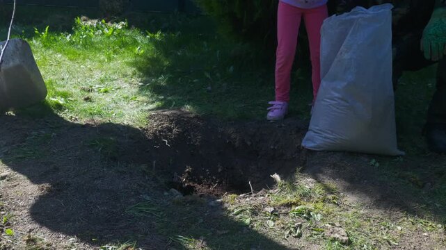 Little girl scattering wood ash from a sack into a dug hole to fertilize the soil before planting a tree