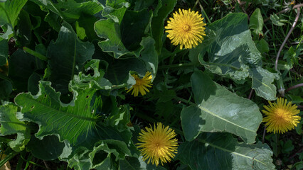 Green Ground Cover With Dandelion Flowers and Wild Strawberry Leaves © Svetlana