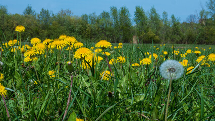 Taraxacum officinale Meadow with Seed Head and Yellow Blooms — Spring Dandelion Landscape Blue Sky © Svetlana