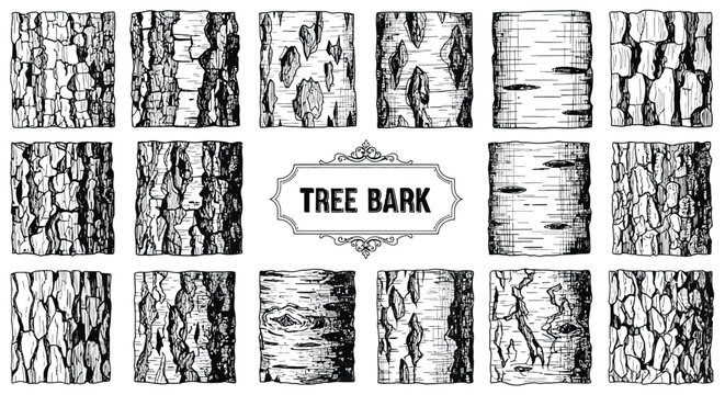 Collection of detailed hand-drawn sketches of various types of tree bark textures and patterns for nature studies.