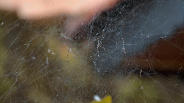 A close-up of a Golden Orb Weaver Spider with long striped yellow and black legs sits on a complex, three-dimensional structured tangle web or sheet web Truc Lam Zen the largest Buddhist monastery in 