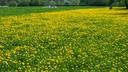 Vast Taraxacum officinale Meadow in Full Spring Bloom — Yellow Dandelion Field Landscape © Svetlana