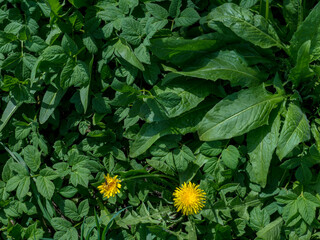Green Ground Cover With Dandelion Flowers and Wild Strawberry Leaves © Svetlana