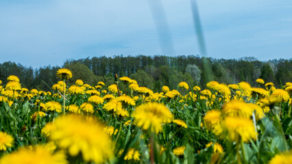 Taraxacum officinale Meadow in Full Bloom — Dense Dandelion Field Spring Nature Close-Up © Svetlana