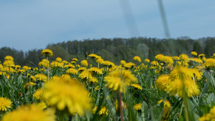 Taraxacum officinale Meadow in Full Bloom — Dense Dandelion Field Spring Nature Close-Up © Svetlana