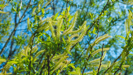 Fototapeta premium Blooming Goat Willow Branches in Spring Nature Close Up