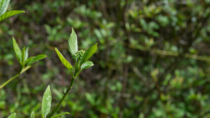 Fototapeta premium Fresh Spring Shoots of Elderberry (Sambucus nigra) — New Growth Botanical Close-Up with Bokeh Background