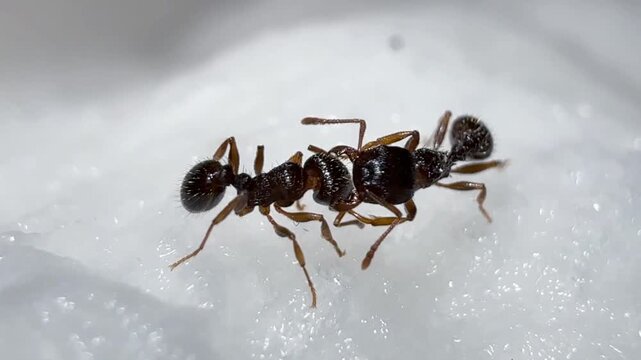 Macro shot of two ants of the subfamily Myrmicinae, genus Tetramorium, interacting on a white textured surface
