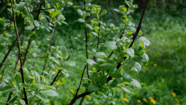 Goat Willow (Salix caprea) Fresh Spring Leaves with Dandelions &mdash; Botanical Close-Up in Sunlight