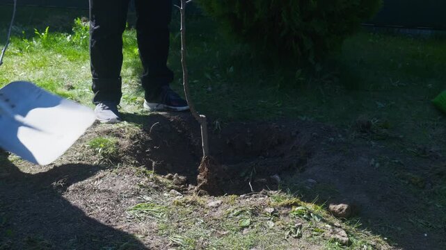 Father shoveling dirt around a new plum tree sapling while grandfather holds it steady during planting