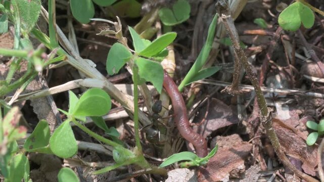 A group of worker black ants (Formica fusca) hunts and bites an earthworm 