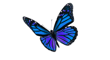 purple butterfly © Muthaiya