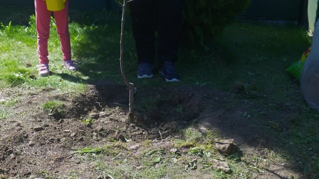 Grandfather using his foot to push and tamp down soil around a newly planted plum tree in the backyard