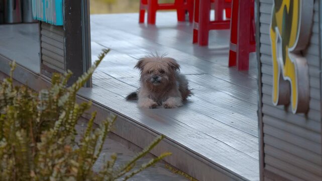 A small dog a Brussels Griffon, a toy dog breed known for its distinct, almost human-like expression, flat face, and prominent eyes lays on a wooden terrace of a restaurant with plastic chairs and tab