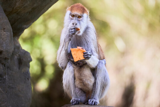 monkey with baby monkey