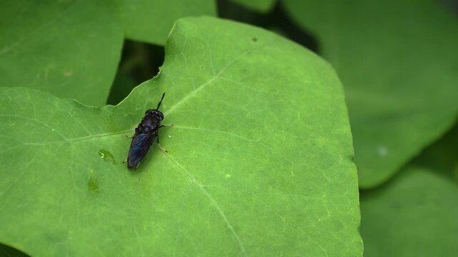 Black Soldier Fly Resting on Green Leaf in Natural Outdoor Environment