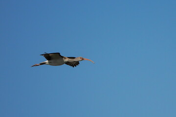 Obraz premium White ibis shore bird soaring through blue sky inflight. 