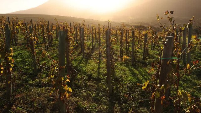 vineyard at sunset, Klein Mountains in background, Stanford, South Africa