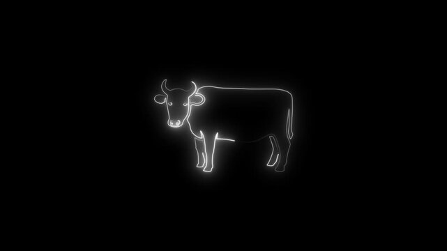 Neon cow outline standing isolated on black background glowing white line white line glowing cow isolated animal